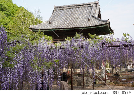長泉寺骨波場的紫藤 長泉寺骨波場的紫藤 89538559