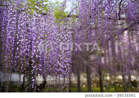 長泉寺骨波場的紫藤 長泉寺骨波場的紫藤 89538561