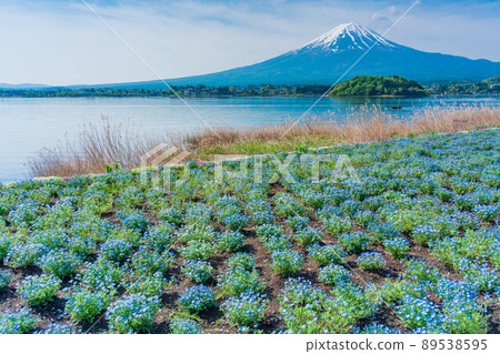 (Yamanashi Prefecture) Lake Kawaguchi, Nemophila and Mt. Fuji 89538595