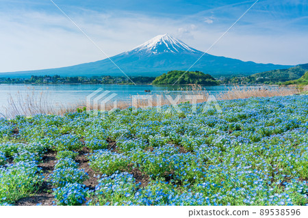 (Yamanashi Prefecture) Lake Kawaguchi, Nemophila and Mt. Fuji 89538596