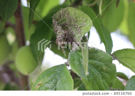 李子葉上的蚜蟲 89538760