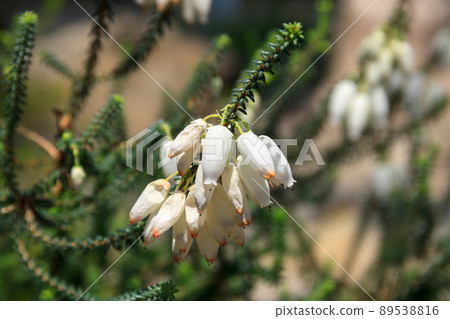Erica Bestita begins to bloom [Ericaceae] 89538816