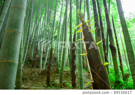 New bamboo in bamboo grove New bamboo in bamboo grove 89538817