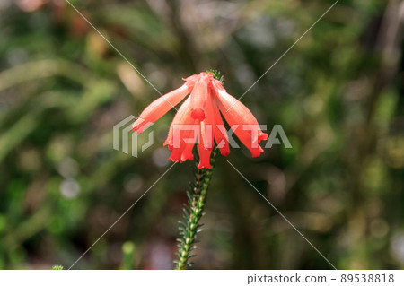 The petals of Erica serintoides are plants that bloom in a ring shape. 89538818