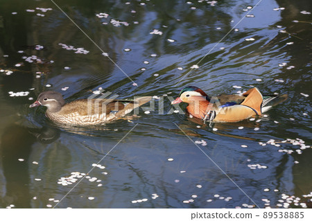 A pair of mandarin ducks slowly moving between flower rafts A pair of mandarin ducks slowly moving between flower rafts 89538885