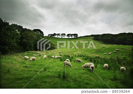 sheep pasture cloudy afternoon sheep pasture cloudy afternoon 89539264