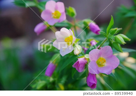 Hanashinobu Hanashinobu 89539940
