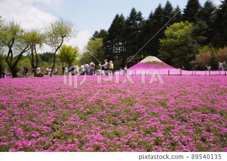 Lake Motosu Resort Golden Week Fuji Shiba Cherry Blossom Festival Lake Motosu Resort Golden Week Fuji Shiba Cherry Blossom Festival 89540135