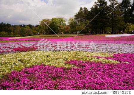 Lake Motosu Resort Golden Week Fuji Shiba Cherry Blossom Festival 89540198
