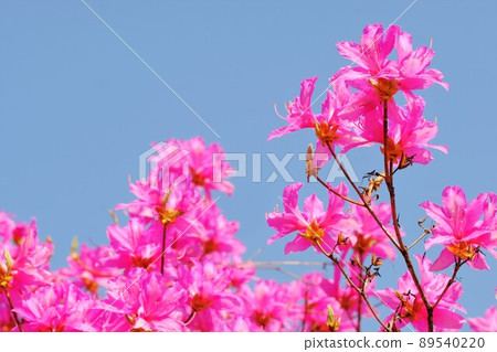 Tanna red azalea flower Tanna red azalea flower 89540220