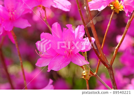 Tanna red azalea flower Tanna red azalea flower 89540221