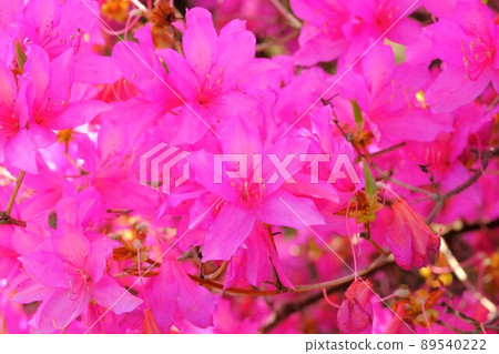 Tanna red azalea flower Tanna red azalea flower 89540222