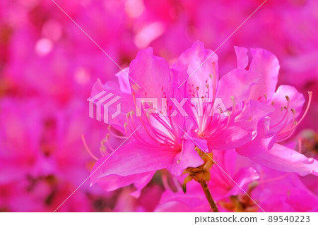 坦納紅杜鵑花 坦納紅杜鵑花 89540223