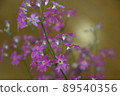 Up of primroses with red-purple petals 89540356