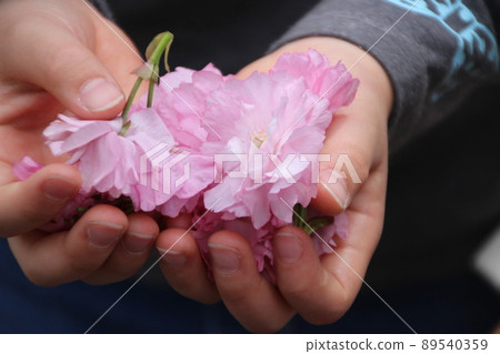 A child holding a double cherry blossom petal with both hands A child holding a double cherry blossom petal with both hands 89540359