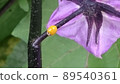Yellow ladybugs carrying happiness on eggplant stalks 89540361