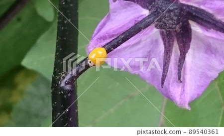 黃色瓢蟲在茄子莖上攜帶幸福 89540361