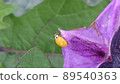 Yellow ladybugs carrying happiness in eggplant flowers 89540363