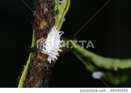 Creatures Insects Larvae that are likely to be mistaken for Kokurohimetento and scale insects. Surrounded by treats 89540483