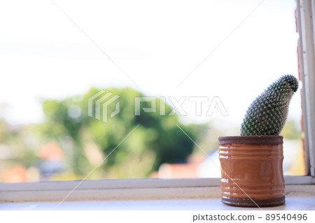 Cactus margin background material Cactus margin background material 89540496