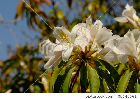 盛開的奄美聖詩 盛開的奄美聖詩 89540561