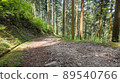 Mountain road in the forest 89540766