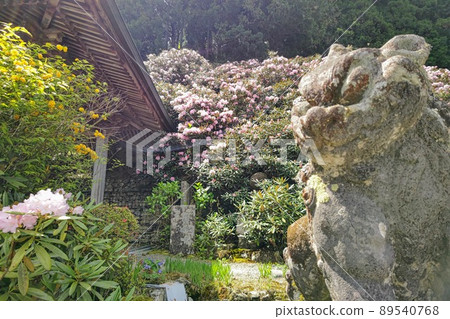 Shikoku Pilgrimage No. 60 Fudasho Yokomineji Komainu and Rhododendron 89540768