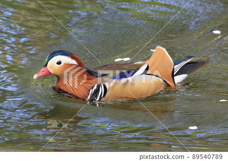 Male mandarin duck slowly moving between flower rafts Male mandarin duck slowly moving between flower rafts 89540789