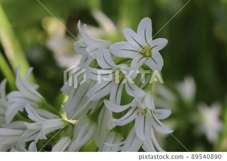 A flower with green streaks on the white petals of Mitsukadonegi (triangular green onion) that blooms in a Japanese garden in spring. A flower with green streaks on the white petals of Mitsukadonegi (triangular green onion) that blooms in a Japanese garden in spring. 89540890