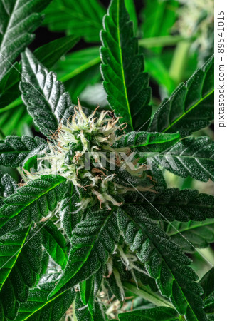 Blooming cannabis plant. Growing marijuana for medicinal purposes 89541015