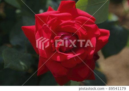 Arao City Ominous Citizen Flower Bed Rose Flower, Arao City Ominous Citizen Flower Bed Rose Flower, 89541179