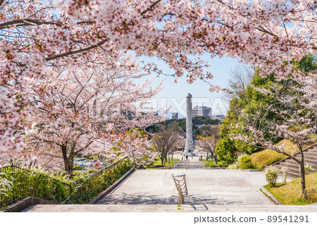 春天的和平公園,盛開的櫻花<愛知縣名古屋市> 春天的和平公園,盛開的櫻花<愛知縣名古屋市> 89541291