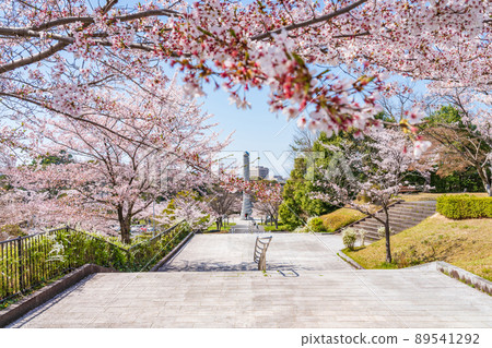 春天的和平公園,盛開的櫻花<愛知縣名古屋市> 春天的和平公園,盛開的櫻花<愛知縣名古屋市> 89541292