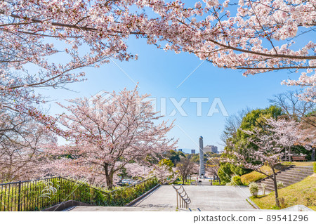 春天的和平公園,盛開的櫻花<愛知縣名古屋市> 春天的和平公園,盛開的櫻花<愛知縣名古屋市> 89541296