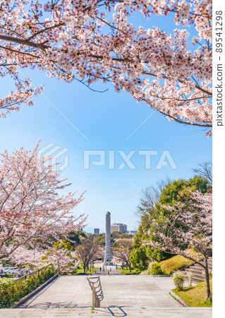 春天的和平公園,盛開的櫻花<愛知縣名古屋市> 春天的和平公園,盛開的櫻花<愛知縣名古屋市> 89541298
