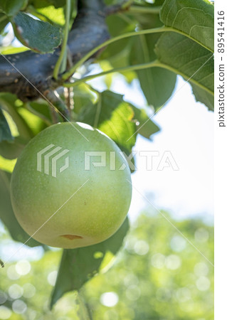 Nijisseiki Pear（鳥取縣百合濱町） 89541416