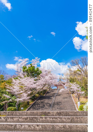 Spring Peace Park, cherry blossoms in full bloom <Nagoya City, Aichi Prefecture> 89541477