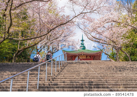 春天的和平公園,盛開的櫻花<愛知縣名古屋市> 春天的和平公園,盛開的櫻花<愛知縣名古屋市> 89541478