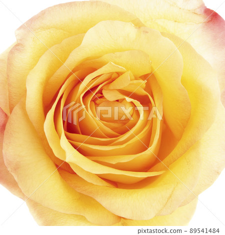 Beautiful yellow rose close-up 89541484