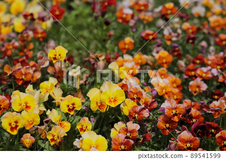 Flowers Flowers 89541599