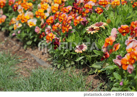 Flowers Flowers 89541600
