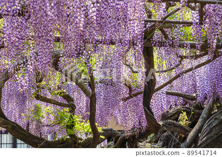 竹花別院,盛開的紫藤<岐阜縣端島市> 竹花別院,盛開的紫藤<岐阜縣端島市> 89541714