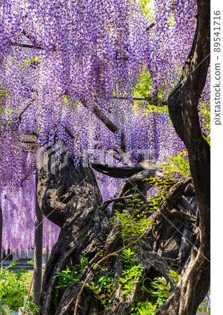 Takehana Betsuin, Wisteria in full bloom <Hashima City, Gifu Prefecture> 89541716