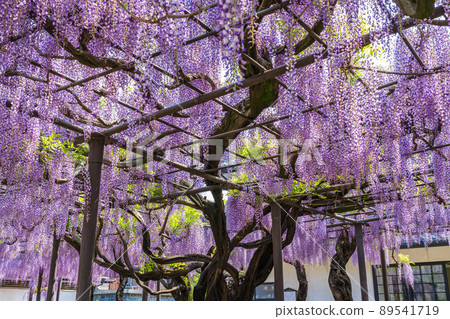 竹花別院，盛開的紫藤<岐阜縣端島市> 89541719