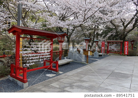 The precincts of Nagato Toyokawa Inari Shrine in the precincts of Taineiji Temple in Fukawayumoto, Nagato City, Yamaguchi Prefecture, cherry blossoms and votive tablets 89541751