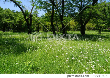 May Fuchu 352 Halzion colony, Musashino Park May Fuchu 352 Halzion colony, Musashino Park 89541906