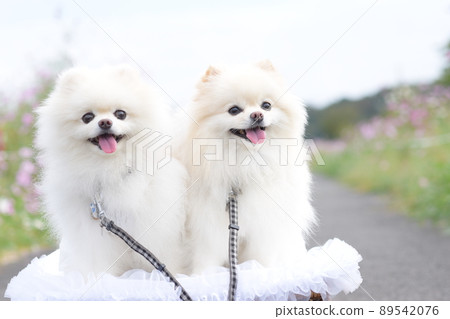 可愛的白色博美犬 89542076