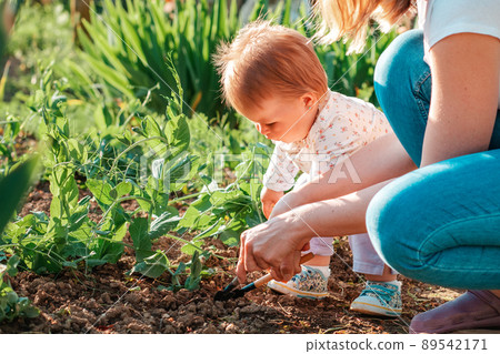 Mother teaches her cute toddler girl to weed the herbal beds with a toy shovel. Close-up. Family gardening concept Mother teaches her cute toddler girl to weed the herbal beds with a toy shovel. Close-up. Family gardening concept 89542171
