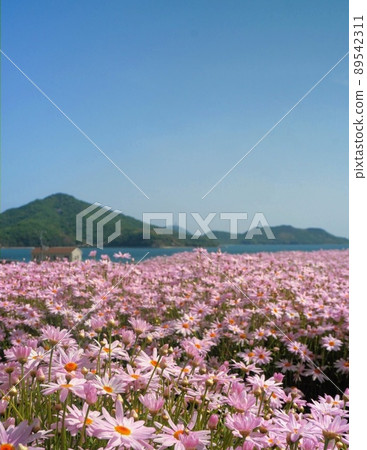 花卉公園浦島瑪格麗特球場[香川縣水豐市琢磨町] 89542311