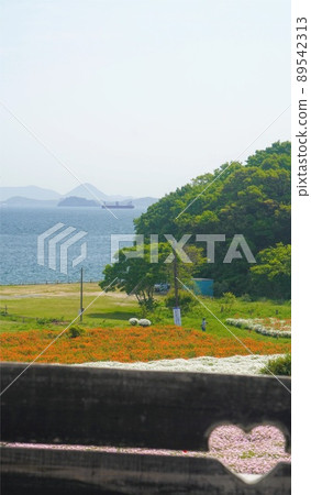 Flower Park Urashima Marguerite Field 3 [Takuma Town, Mitoyo City, Kagawa Prefecture] 89542313